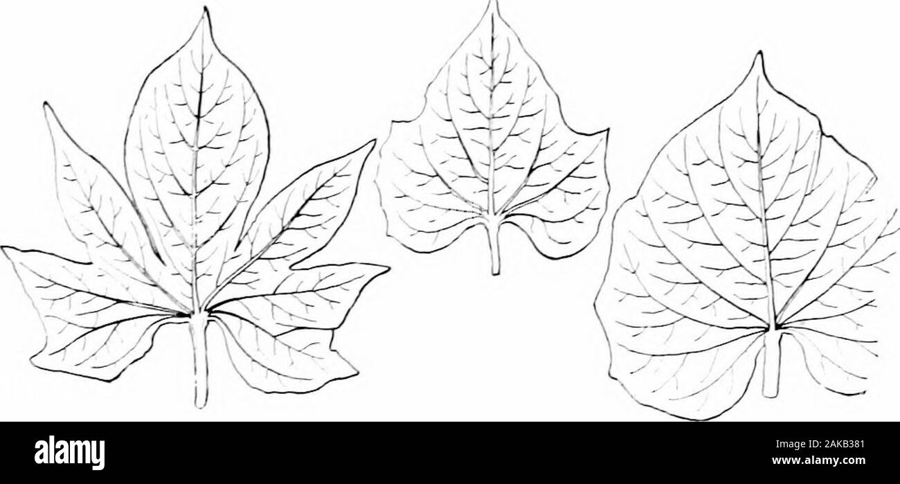Southern field crops (exclusive of forage plants) . Fig. 189. — A Branch of a Vineless Sweet-potato Plant.Showing crowded position of leaf-stems. (After Price.) and flavor, which may be either sirupy, mealy, or intermediate.Each of these subdiWsions maj be further subdiWded into threegroups, according to whether the uncooked flesh is ^-ellow, white. Fig. 190. — Three Sh.ipes of .Sweet-potato Le.wes. On left, cut-leaf type ; in center, shouldered leaf; and on right, entireor round leaf.2f 434 SOUTHERN FIELD CROPS or mottled white and yellow. Each of these last subdivisionscan be still further s Stock Photo