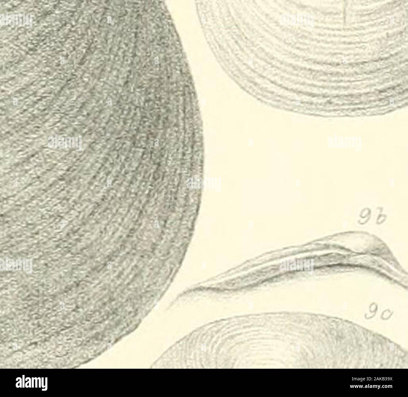 A monograph of the Mollusca from the Great Oolite chiefly from Minchinhampton and the coast of Yorkshire . ? TAB. IX. Fig. la, b. Ceromya undulata, p. 106. 2a, b. Myacites tumidus, p. 117. 3. Myacites crassiusculus, p. 112. 4. QueDstedtia oblita, p. 96. 4a, b. Hinge of ditto. 5. Nucula variabilis, p. 51. 6. Corbula involuta, p. 97. 7. Hinnites abjectus, p. 125. 8«, b. Astarte excentrica, p. 83. 9. „ squamula, p. 82. 10a, b. ,, minima, p. 82. 11. ,, depressa, p. 85. 12. „ rotunda, p. 84. 13a, b. „ pumila, p. 83. 14, 15a, b. „ interlineata, p. 87. 16. ,, Wiltonii, p. 87. 17a, b. ,, angulata, p. Stock Photo