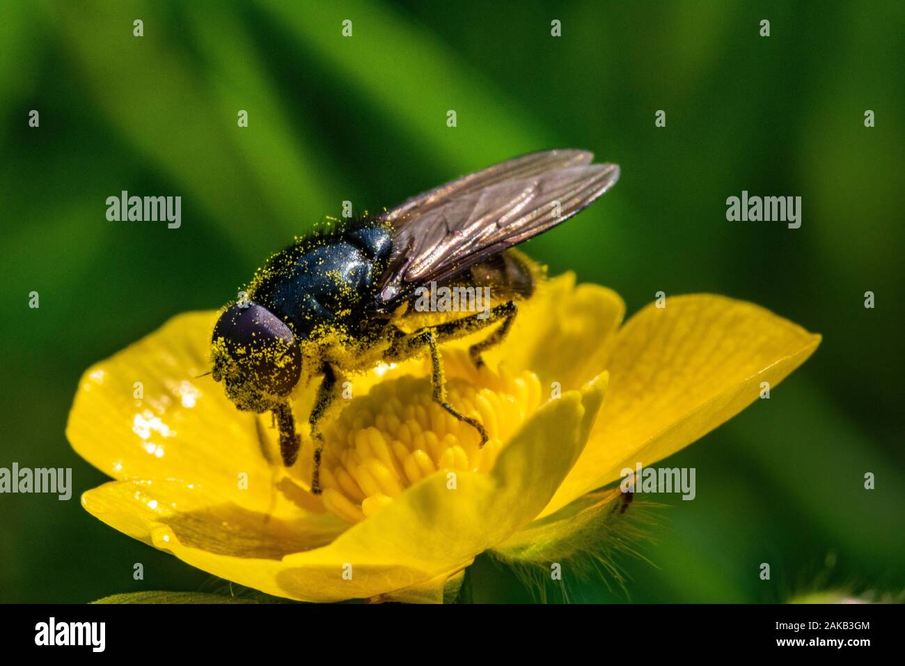 Pollen Covered Drone Hoverfly (Eristalis tenax) Feeding on Pollen from