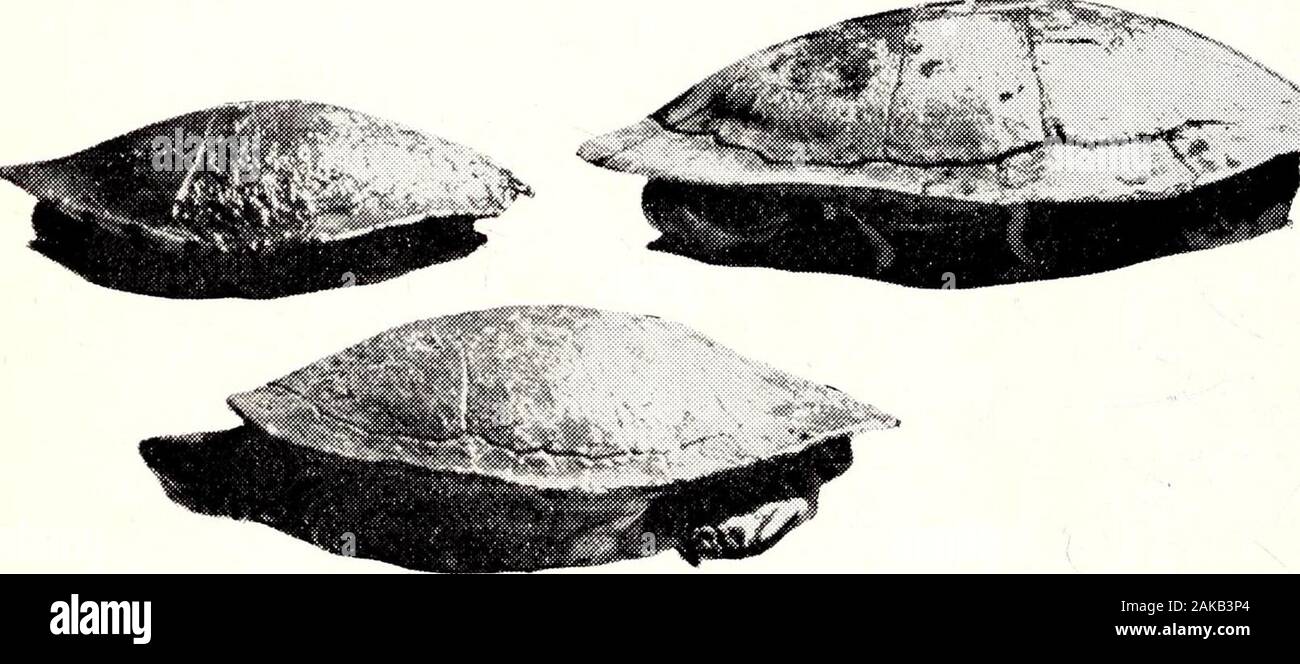 The Victorian naturalist . (b) Intermediate (i) (ii) (iii). (c) Adult (i) (ii) (iii) Fig. 1. Lateral View—(i) C. longicollis, (ii) C. expansa, (iii) E. macquari. Chelodina longicollis (Shaw) —Australian Snake-Necked Tortoise.With many tortoises, indeed manyforms of fauna, colouration is variableand hatchlings may exhibit markingsof shell and skin which differ markedlyfrom the adult. In C. longicollis, theplastron of the hatchling is mostlyblack with small red or orange spotsin the centre of each plastral shield.There is a similarly vivid stripe run-ning from the corner of the jaw, backalong bo Stock Photo