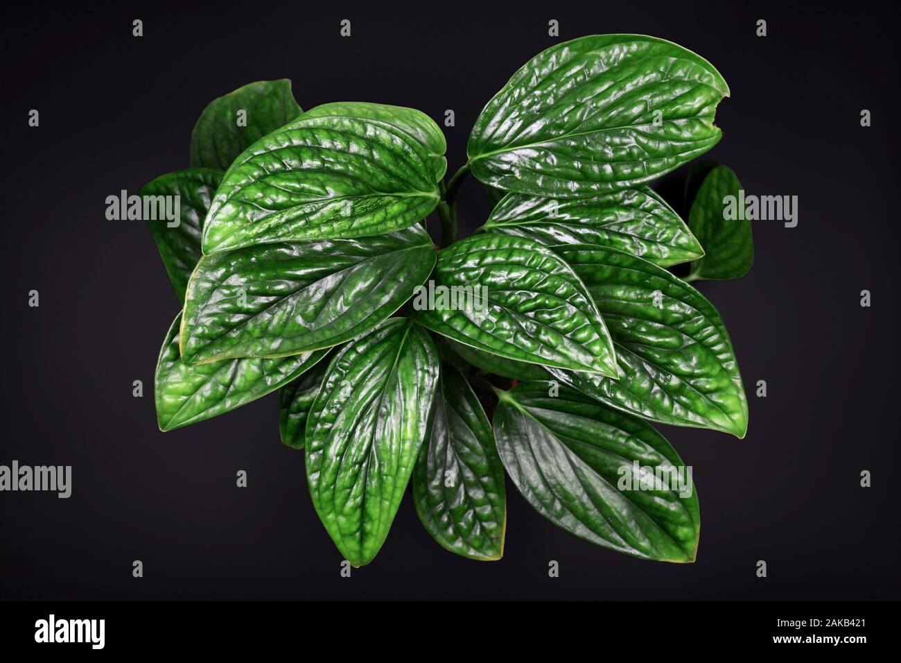 Tropical 'Monstera Karstenianum' house plant, also called 'Monstera sp. Peru' or 'Marble Planet', with puckered, iridescent textured leaves on dark bl Stock Photo