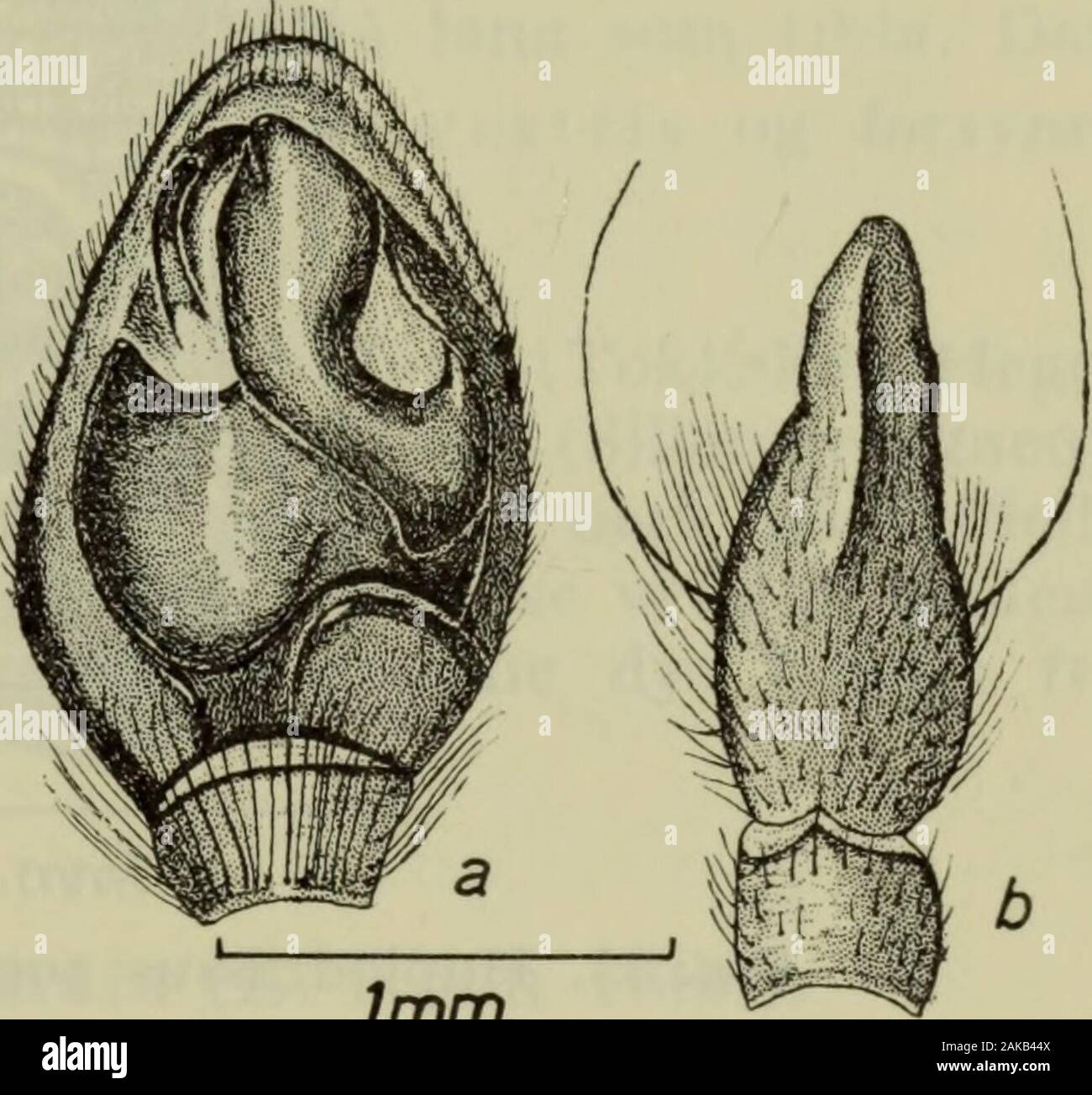 Danmarks fauna; illustrerede haandbøger over den danske dyreverden.. . 1mm. Fig. 83. Haplodrassussilvestris $: Epigynet.. Imm. Fig. 84. Haplodrassus silvestris cJ:Højre palpes tibia og tarse set ven-tralt (a), patella og tibia dorsalt (b). Farve og tornbevæbning som hos $. Palpens dorsale tibialapo-physe (fig. 84 b) er bred, lige så lang som selve tibia og ihele sin længde forsynet med en dorsal, svagt bugtet køl.På sin yderside har bulben en slank krog og modsat den enbred, bøjet konduktor, der dækker embolus (fig. 84 a). H. silvestris lever i skove, hvor den findes i det nedfaldneløv og unde Stock Photo