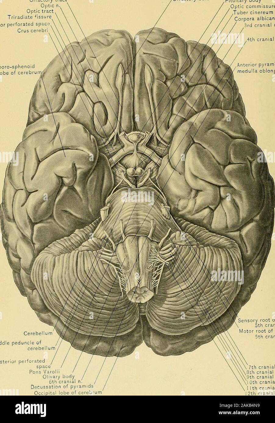 Surgical anatomy : a treatise on human anatomy in its application to the practice of medicine and surgery . em into their convolutions. The Olfactory Tract and Bulb are seen occupying the olfactory sulcus. Temporal Lobes.—The inferior surface of the temporal or temporo-sphenoidlobe, is slightly convex anteriorly and concave posteriorly, and thus accommodatesitself in front to the portions of the middle cranial fossa formed by the greaterwing of the sphenoid and the anterior surface of the petrous portion of the tem-poral bone, and behind to the convex tentorium. It presents the termination oft Stock Photo
