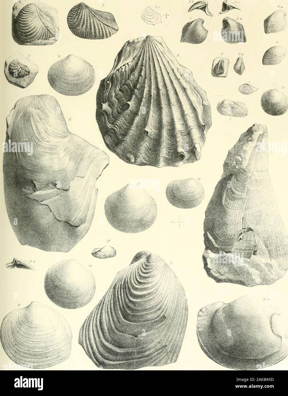 A monograph of the Mollusca from the Great Oolite chiefly from Minchinhampton and the coast of Yorkshire . TAB. VI. Fig. 1. Trigonia Phillipsii, p. 62. 2. „ duplicata, p. 60. 3, 3 a, b, c. Opis lunulatus, p. 80. 4, 4«, b. ,, similis, p. 81.5,5 a. „ Deshayesii, p. 81. 6. Area pulchra, p. 44. 7. Leda mucronata, p. 53. 8. 8 a. Trigonia imbricata, p. 63. 9. Lima pectiniformis, p. 26. 10. Gervillia radians, p. 23. 11. Pinna cuneata, p. 32. 12. Inoceramus obliquus, jy. 24. 13. Lucina crassa, p. 68. 14. 14 c. „ rotundata, p. 68. 15. „ Bellona, var. depressa, p. 67. 16. ,; despecta,jo. 69. 17. „ ,, va Stock Photo