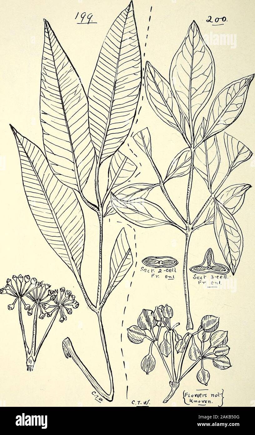 Comprehensive catalogue of Queensland plants, both indigenous and naturalisedTo which are added, where known, the aboriginal and other vernacular names; with numerous illustrations, and copious notes on the properties, features, &c., of the plants . 197. Teachymene gekaniifolia Bail. 234 LXI. ARALIACE^E. O.CTO.. igg. Pentapanax Willmottii, F. v- M. 200. P. BELLENDEN-KERENS1S, Bail. LXI. ARALIACE^E. 23,&gt; Stock Photo