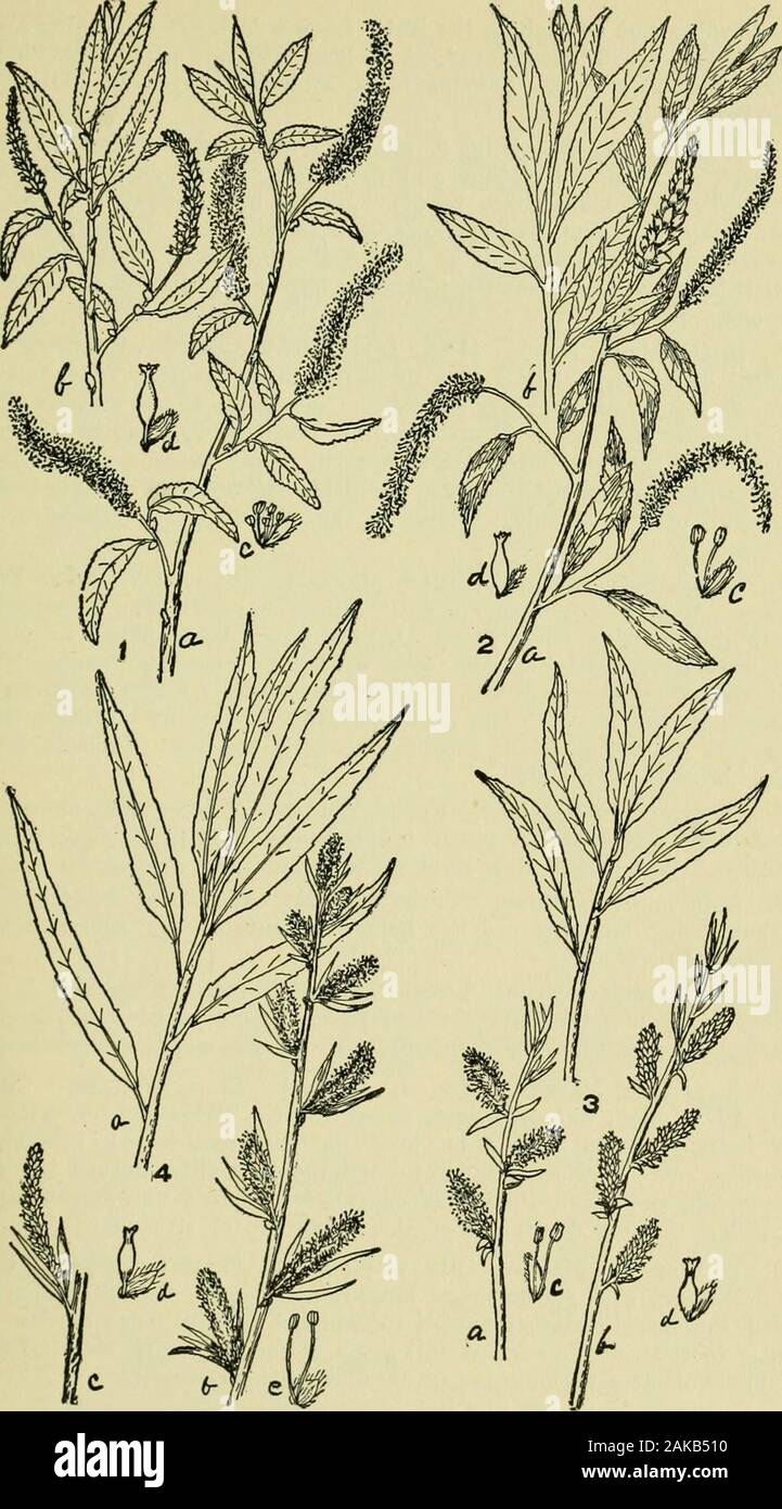 An illustrated guide to the flowering plants of the middle Atlantic and New England states (excepting the grasses and sedges) the descriptive text written in familiar language . d fromcultivation, mostly in the southern section of our region. 7. S. alba, L. (Fig. 2, pi. 23.) White Willow, Large tree withyellow twigs and very narrow lance-shaped, finely toothed leaves whichtaper to a slender point at both ends, green above or ashy gray, paleror silky white beneath. Stipules, when present, ovate lance-shapt^d.Capsule somewhat conic witliout a pedicel. Branches not drooping.Moist soil, frctiuent Stock Photo