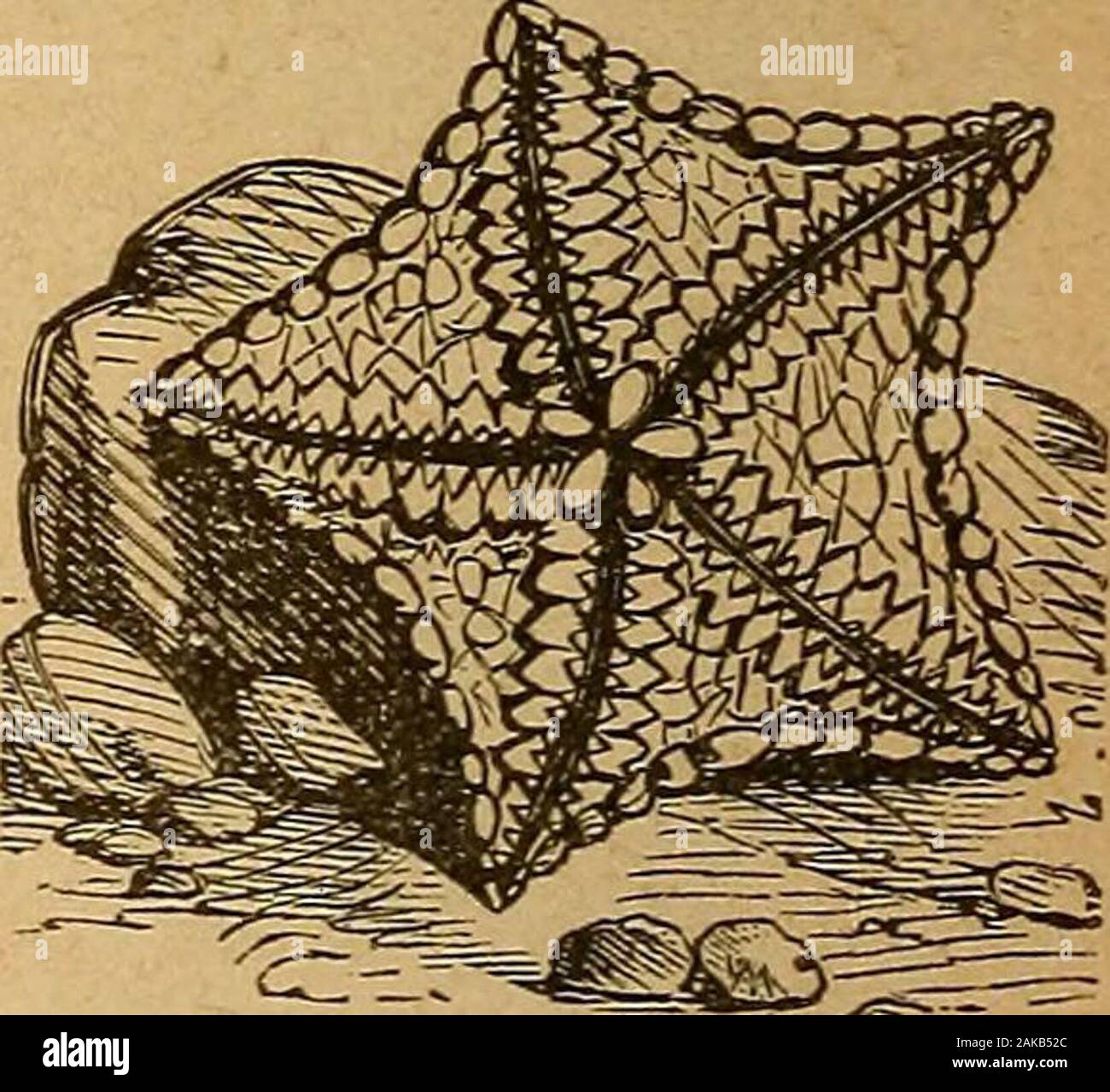 Webster S Practical Dictionarya Practical Dictionary Of The English Language Giving The Correct Spelling Pronunciation And Definitions Of Words Based On The Unabridged Dictionary Of Noah Webster A Forthaving Projectingextei Ior Angles In contempt is a television show on bet created by terri kopp and starring erica ash. alamy