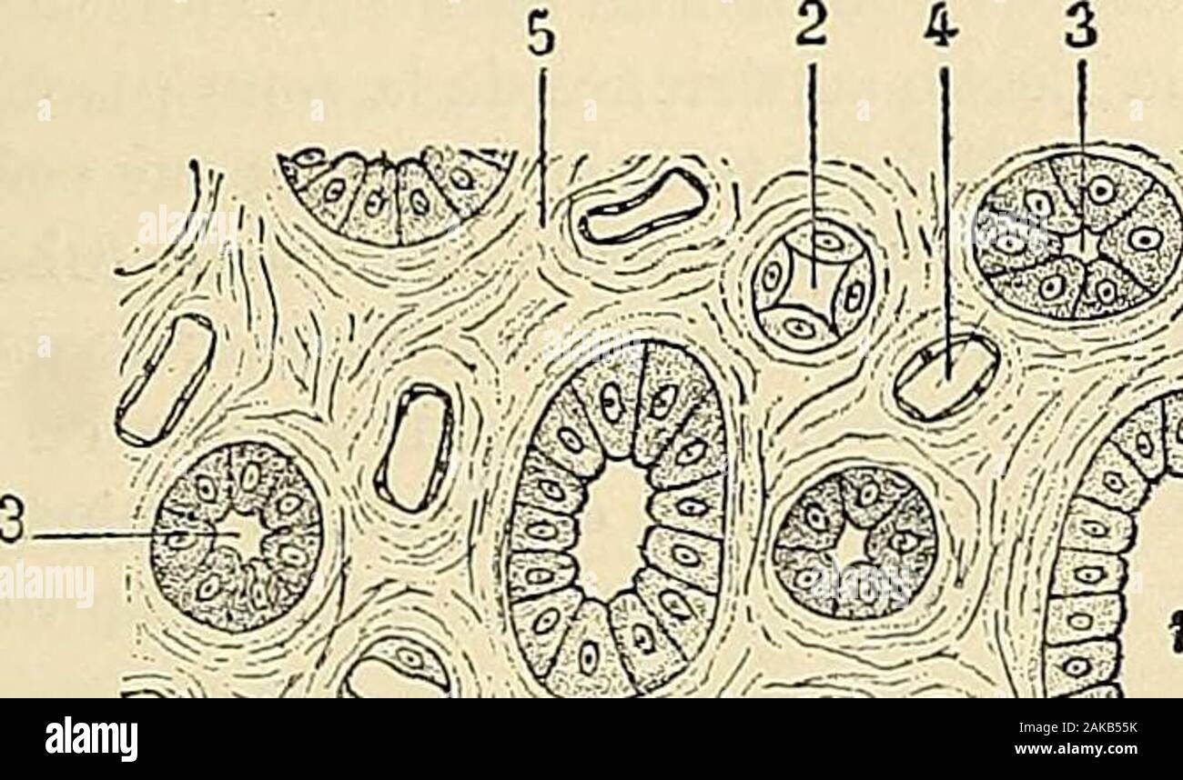 Tissu Rénal Anatomie reins hi-res stock photography and images - Alamy