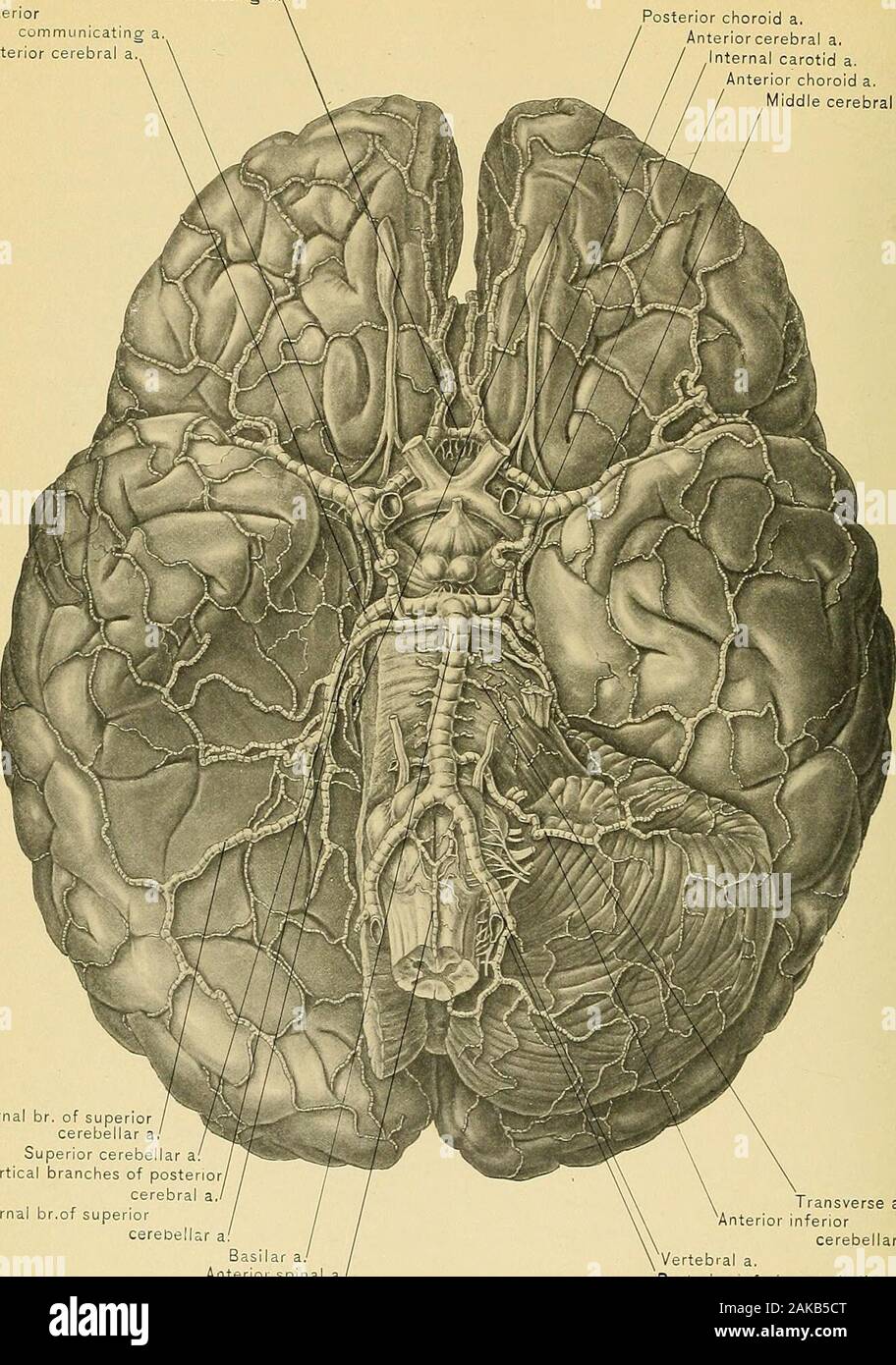 Surgical anatomy : a treatise on human anatomy in its application to the practice of medicine and surgery . the meatus, passes intothe internal ear. The Anterior Inferior Cerebellar Arteries, one on each side, arise from thebasilar artery near its middle. Each artery passes outward and backward overthe pons and the middle cms of the cerebellum. It terminates at the fore partof the under surface of the hemisphere of the cerebellum, to which it is dis-tributed. It anastomoses with the posterior inferior cerebellar artery. The Superior Cerebellar Arteries, one on each side, arise from the basilar Stock Photo