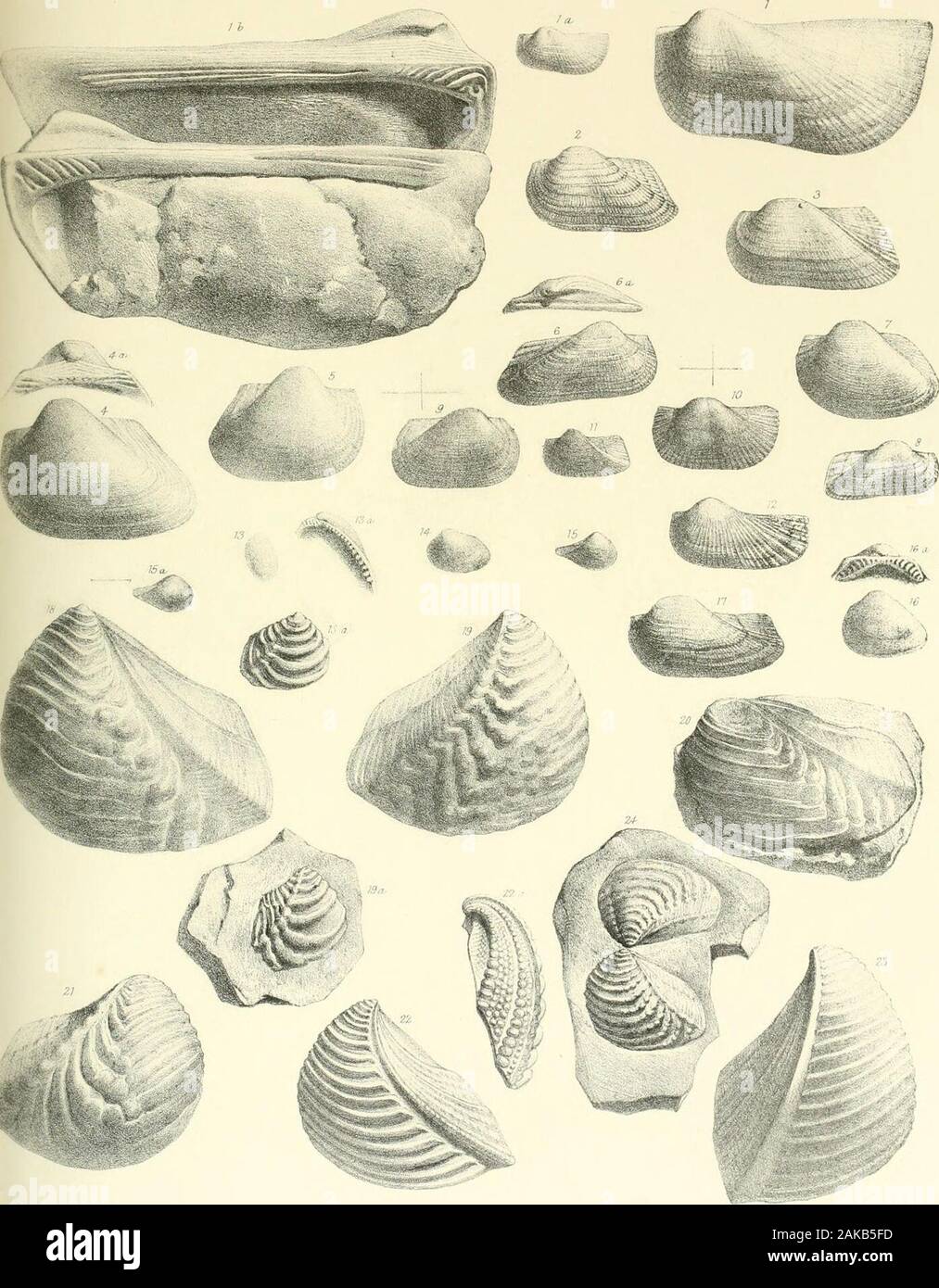 A monograph of the Mollusca from the Great Oolite chiefly from Minchinhampton and the coast of Yorkshire . Aflulles lei etlitb Prmtelby Yaii !c Wei I TAB. V. Fig. 1. 16. Macrodon (Area) Hirsonensis, p. 49. 1 a. ,, young state of ditto, p. 49. 2. Area rugosa, p. 47. 3. „ Prattii, j». 45. 4. 4 a. Cucullsea Goldfussi, p. 50. 5. ,, cucullata, p. 51. 6. Area Eudesii, p. 46. 7. Cucullaea concinna, p. 50. 8. Area aemula, var. transversa,^. 47. 9. „ tenuitexta, p. 45. 10. „ Kilverti,jo. 45. 11. ,, minuta, p. 48. 12. „ rudis, p. 44. 13. 13a. Nucula variabilis,^. 51. 14. „ Waltoni,jO. 52. 15. 15 a. Leda Stock Photo
