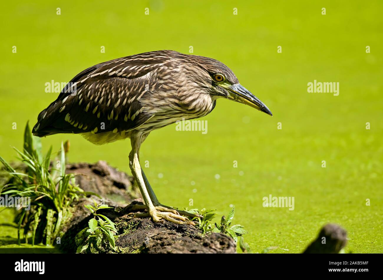 Black Crowned Night Heron Standing on Branch Stock Photo