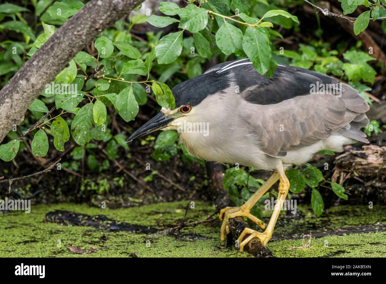 Black Crowned Night Heron Standing on Branch Stock Photo
