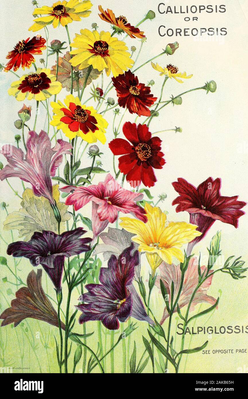 Seed annual 1908 . ChrysanthemumMorning Star k^ Lobelia Tenuior Salpiglossis One of the most desirable annuals forbedding or the border. The flowers arerichly colored in various shades of purple,scarlet, crimson, yellow, buff, blue or al-most black, beautifully marbled and pen-ciled. {See colored plate opposite andfurther description, page 88). Pkt. 5c. Sweet William Visitors at our trial grounds have oftencommented on the splendid beds of thisfavorite old fashioned perennial, nowagain coming into general favor. Theseed we offer has been very carefullygrown and selected. {See colored plate,pag Stock Photo
