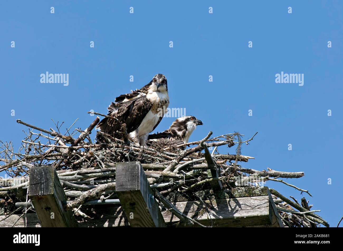 Osprey On Nest Stock Photo Alamy