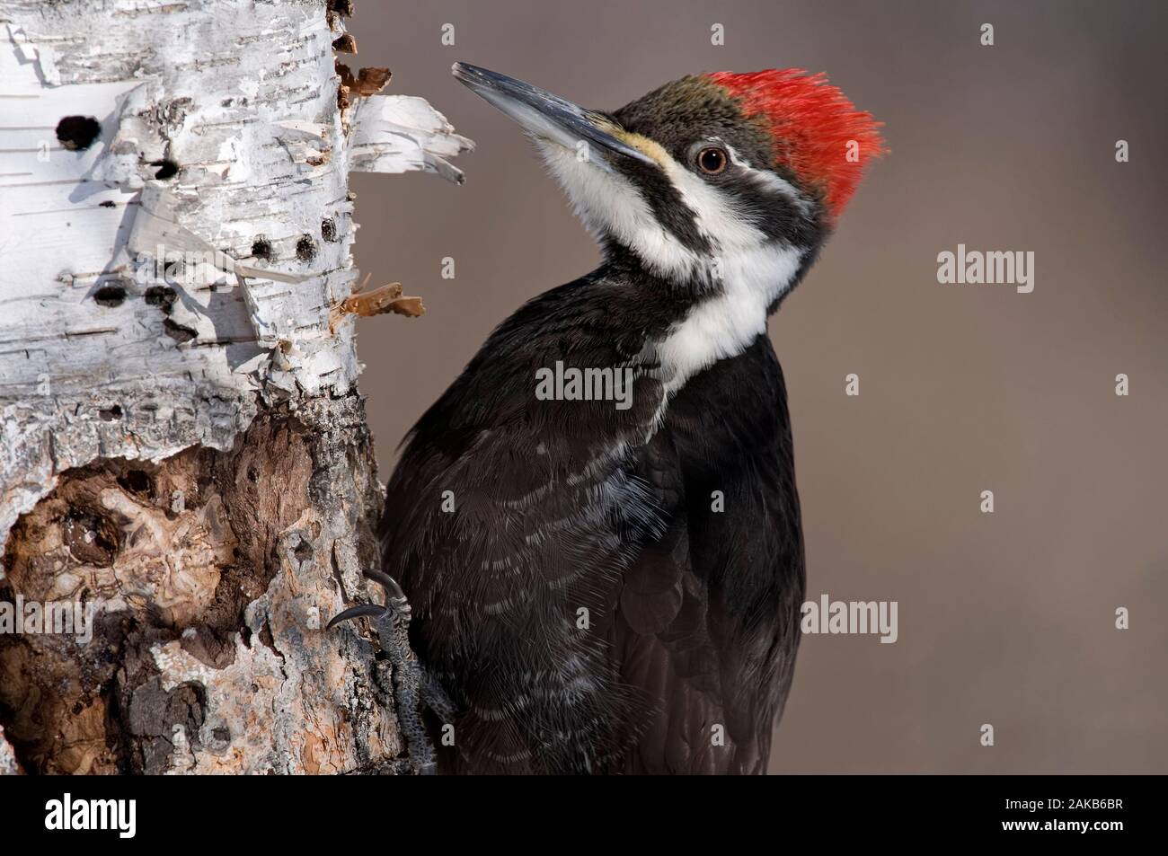 Pileated Woodpecker on tree Stock Photo