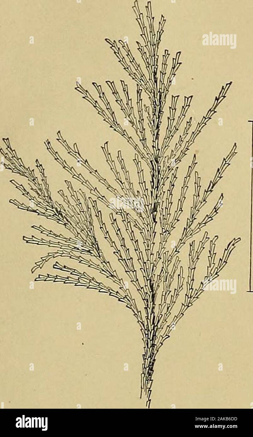 Report of the Commissioner - United States Commission of Fish and Fisheries . Fig. 256. ;o,o m liii a Kb. 7*5 EXPLANATION OF PLATE XXXIV. Figure 257.—Alcyonidiura ramosum, (p. 708;) a young unbranched specimen, enlargedtwo diameters. 258.—Bugula turrita, (p. 712;) extremity of a branch, enlarged. 259.—The same; a branchlet more highly magnified. 259a.—The same ; a hranchlet bearing ovicells. 260.—Crisia eburnea, (p. 707;) a cluster of branches, enlarged. 261.—The same; a branch bearing an oyicell,more highly magnified. 262.—Membrauipora pilosa, (p. 712;) a few of the cells, seen from above, ma Stock Photo
