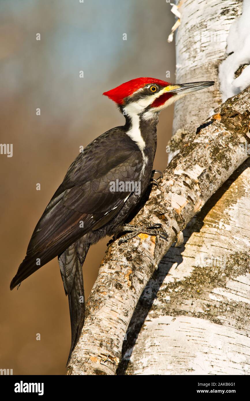 Pileated Woodpecker on tree Stock Photo