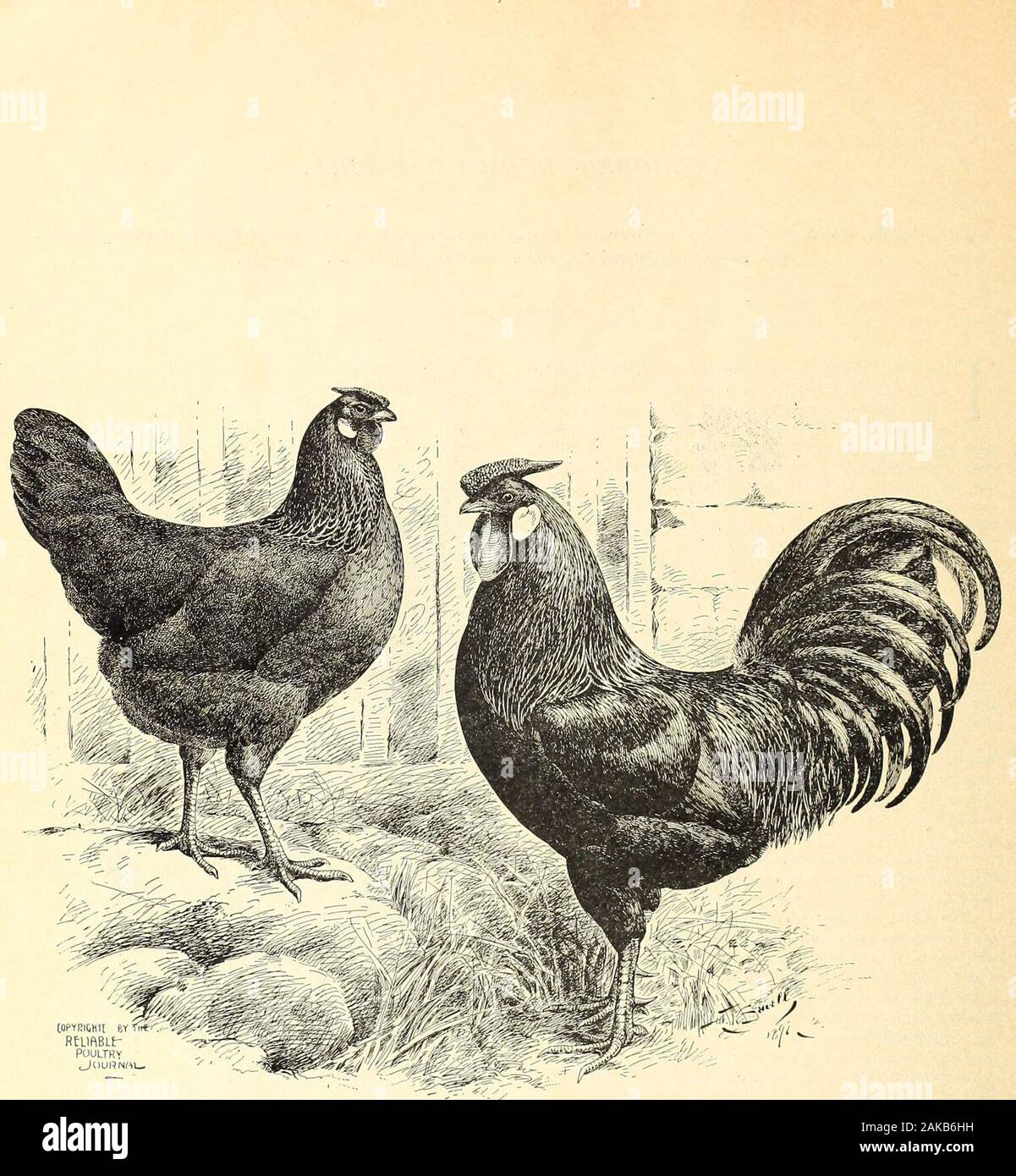 The leghorns, brown, white, black buff and duckwing : An illustrated leghorn standard, with a treatise on judging leghorns, and complete instructions on breeding, mating and exhibiting . Feathers from First S. C. Brown Leghorn Cockerel and Hen atChicago, 1900. Bred. Owned and Exhibited byWilliam F. Brace. avoiding the double mating system. This can be easily doneby breeding those which have very even surface color(avoiding all tendency to red) with very strong under-colorextending to the skin. The profits which come from the production of strictlyhigh grade stock are surprising to many who thi Stock Photo
