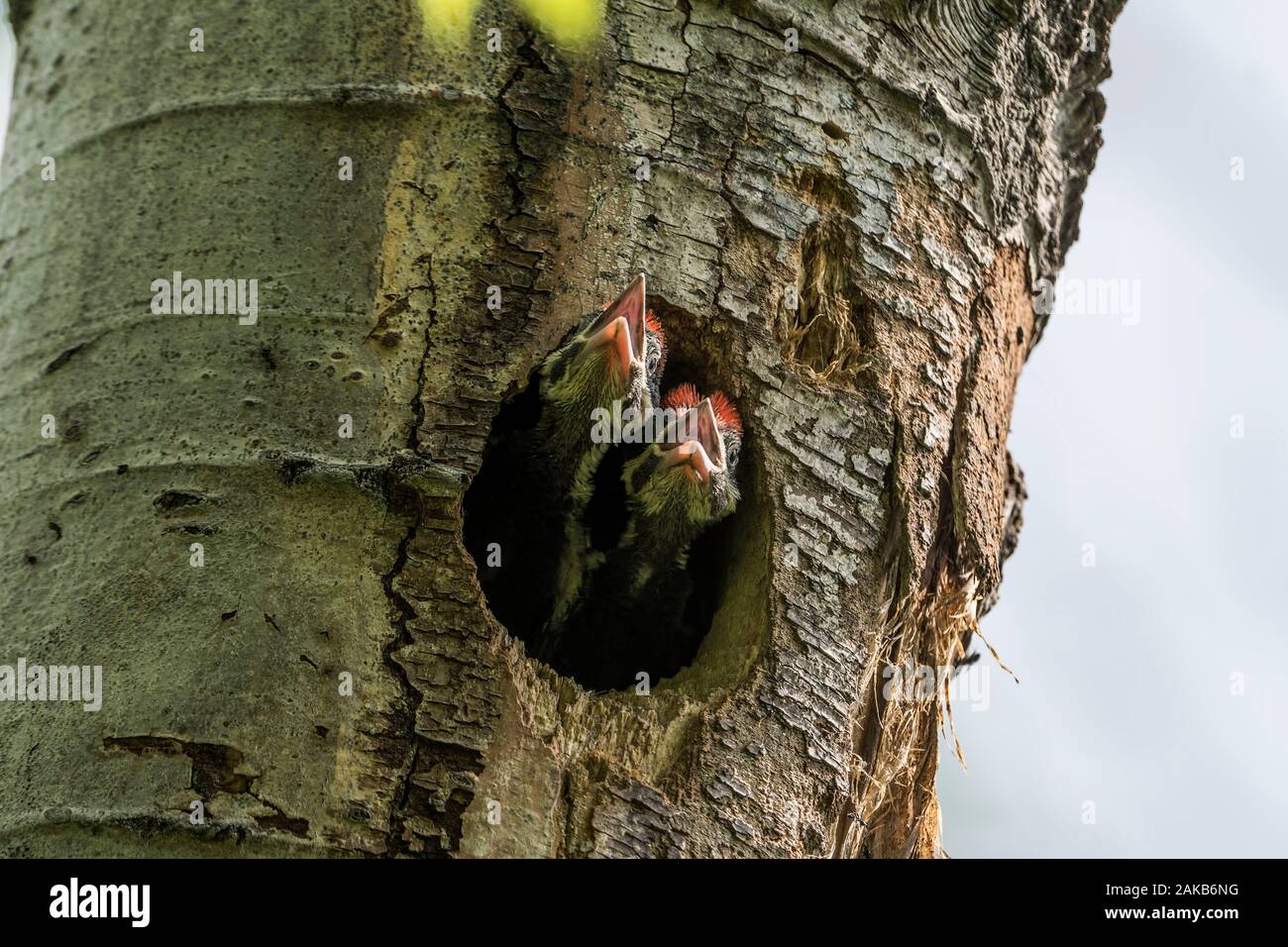 Pileated Woodpecker Nest Stock Photo