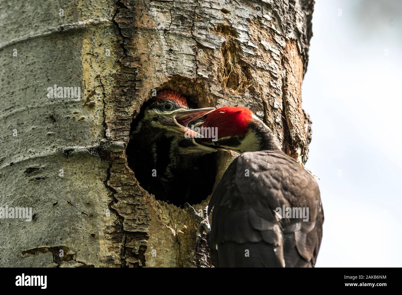 Pileated Woodpecker Nest Stock Photo