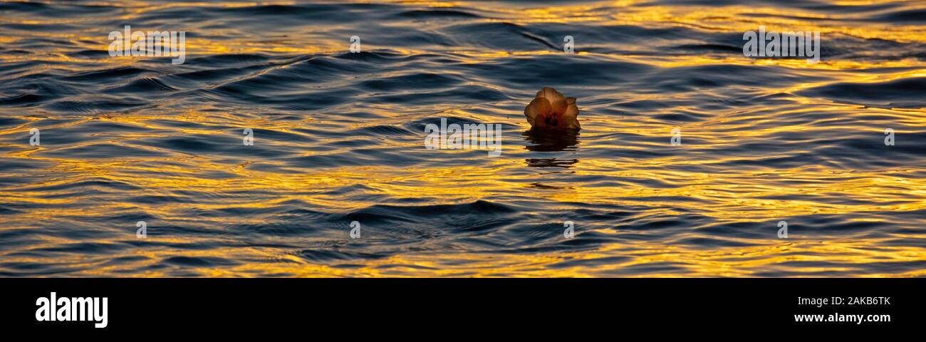 View of seascape with floating flower at sunset, La Digue, Seychelles Stock Photo