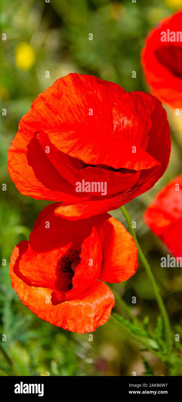 Close-up of red poppy flowers, Dorgali, San Teodoro, Sardinia, Italy Stock Photo