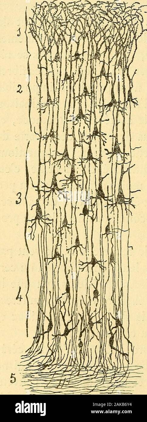 Les nouvelles idées sur la structure du système nerveux : chez l'homme et chez les vertébrés . rs daniline, elle montreune apparence finement granu-leuse ou réticulée. Çà et là sof-fi-ent à la vue des petits noyaux,correspondant à des cellules dela névroglie, abondants surtoutprès de la pie-mère, et aussidautres noyaux plus grands,extrêmement rares, entourésdun corps protoplasmique trian-gulaire ou fusiforme qui corres-pondent probablement à des cel-lules nerveuses., Dans la partie la plus super-ficielle de la zone moléculaire,Kœlliker a découvert un groupede fibres horizontales à myéline,que Stock Photo