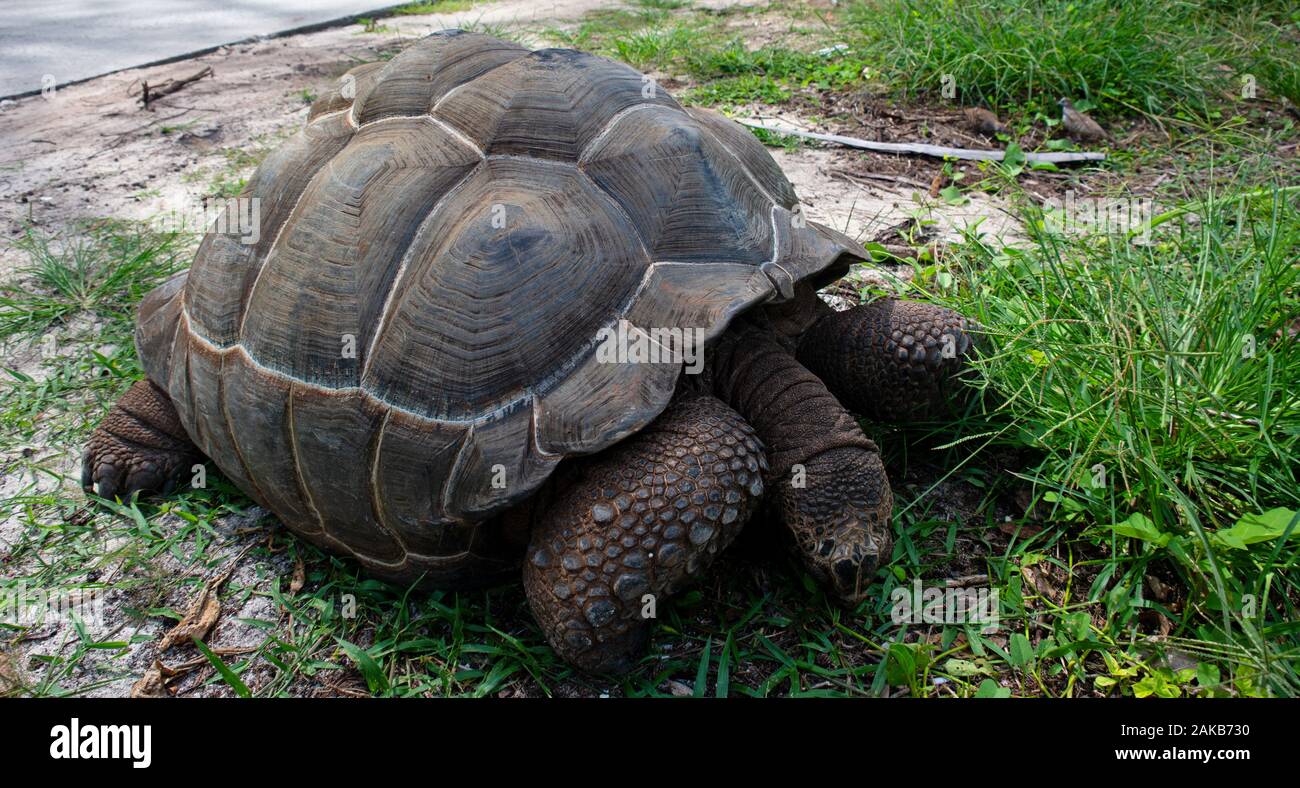 Aldabra giant tortoise (Aldabrachelys gigantea), Anse Severe, La Digue, Seychelles Stock Photo