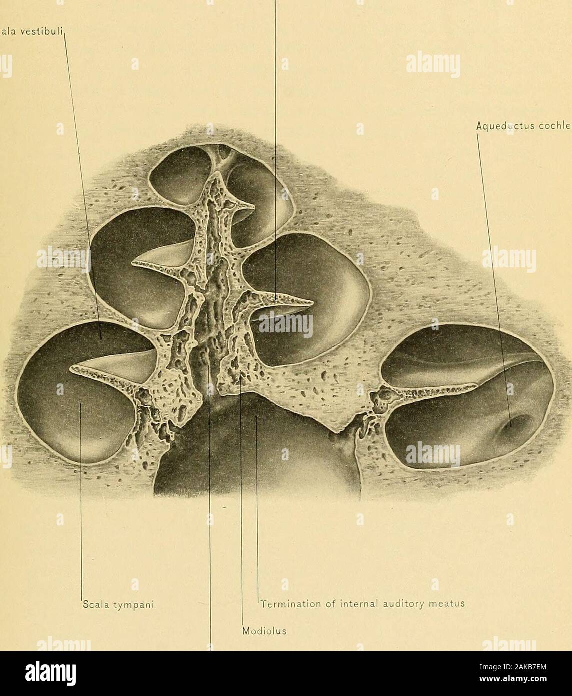 Surgical anatomy : a treatise on human anatomy in its application to the practice of medicine and surgery . Aqueductus cochlese INTERIOR OF OSSEOUS PORTION OF COCHLEA,434 PLATE CCLIX, Lamina spiralis Scala vestibul Aqueductus cochleas. Scala tympan lermination of internal auditory meatusModiolusCentral canal of the modiolus SECTION OF OSSEOUS PORTION OF COCHLEA,435 THE ORGAN OF HEARING. 437 In the vestibule are found two vesicles, the utricle and the saccule, theformer lying partly in the fovea hemielliptica, and the latter in the fovea hemi-spherica. The membranous semicircular canals open in Stock Photo