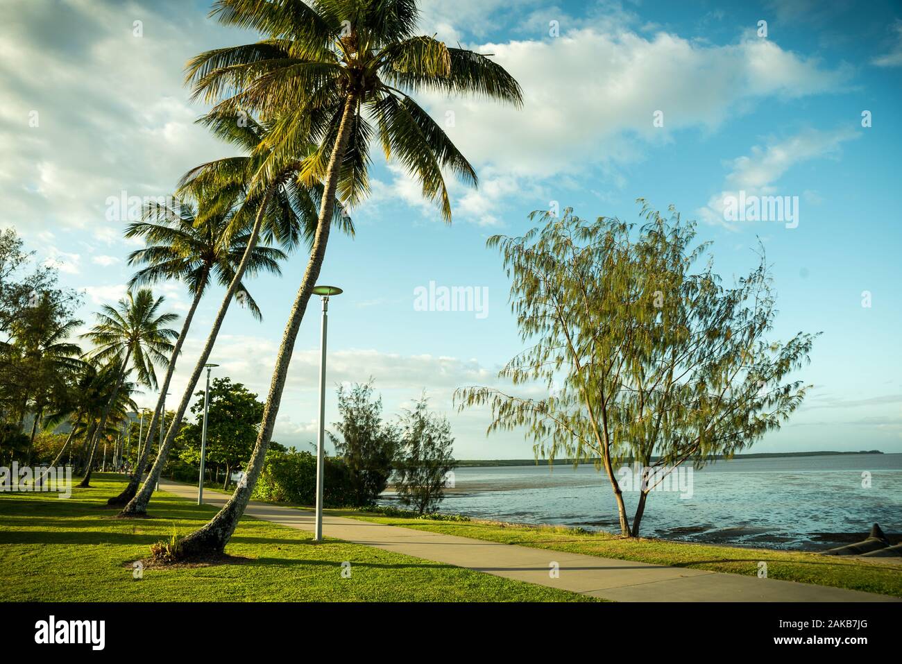 Palm Trees in Cairns Queensland Australia Stock Photo