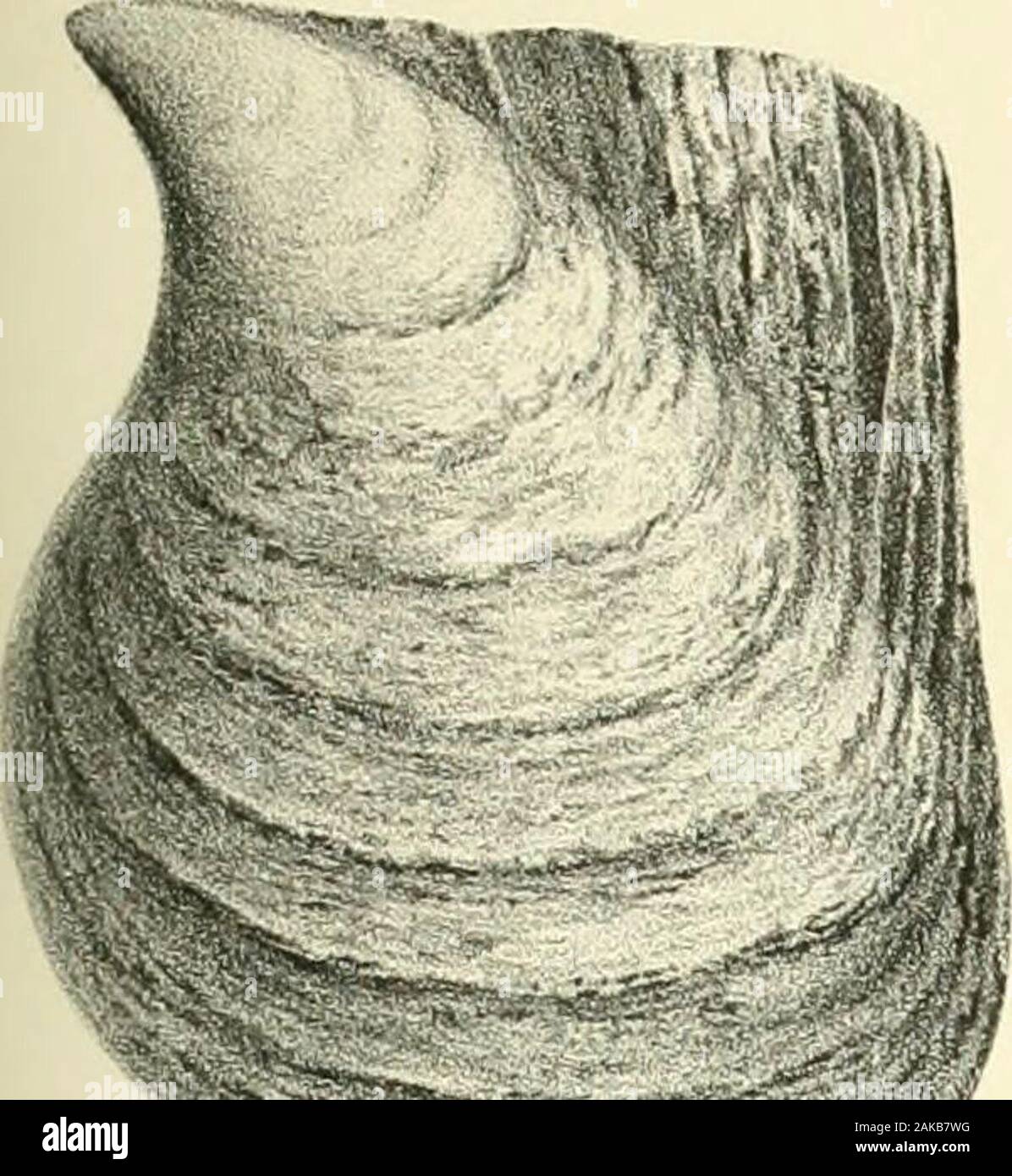 A monograph of the Mollusca from the Great Oolite chiefly from Minchinhampton and the coast of Yorkshire . ! •. TAB. III. Fig.1. Perna rugosa, p. 25. ?2. 2 a. Lima cardiiformis, p. 27. 3, 3 a. „ semicircularis, p. 29. 4. „ Luciensis, p. 28. 5, 5 a. ,, ovalis, p. 29. 6, 6 a. „ duplicata, p. 26. 7, la. „ gibbosa,/;. 28. 8, 8 a. „ impressa, p* 29. 9, 9 a. ,, bellula,jy. 30. in. Hinge area of Gervillia crassicosta, p. 23 11. Trichites nodosus, j2. 35. 12, 12 a. Genillia acuta, p. 20. 13, 13 a, b. „ subcylindrica, /;. 21. 14. Inoceramus Fittoni, p. 24. Ta.b. HI.. Ip Hi! Stock Photo