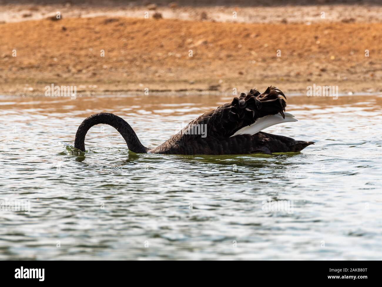 black swan searching food inside water,alqudra lake, dubai Stock Photo
