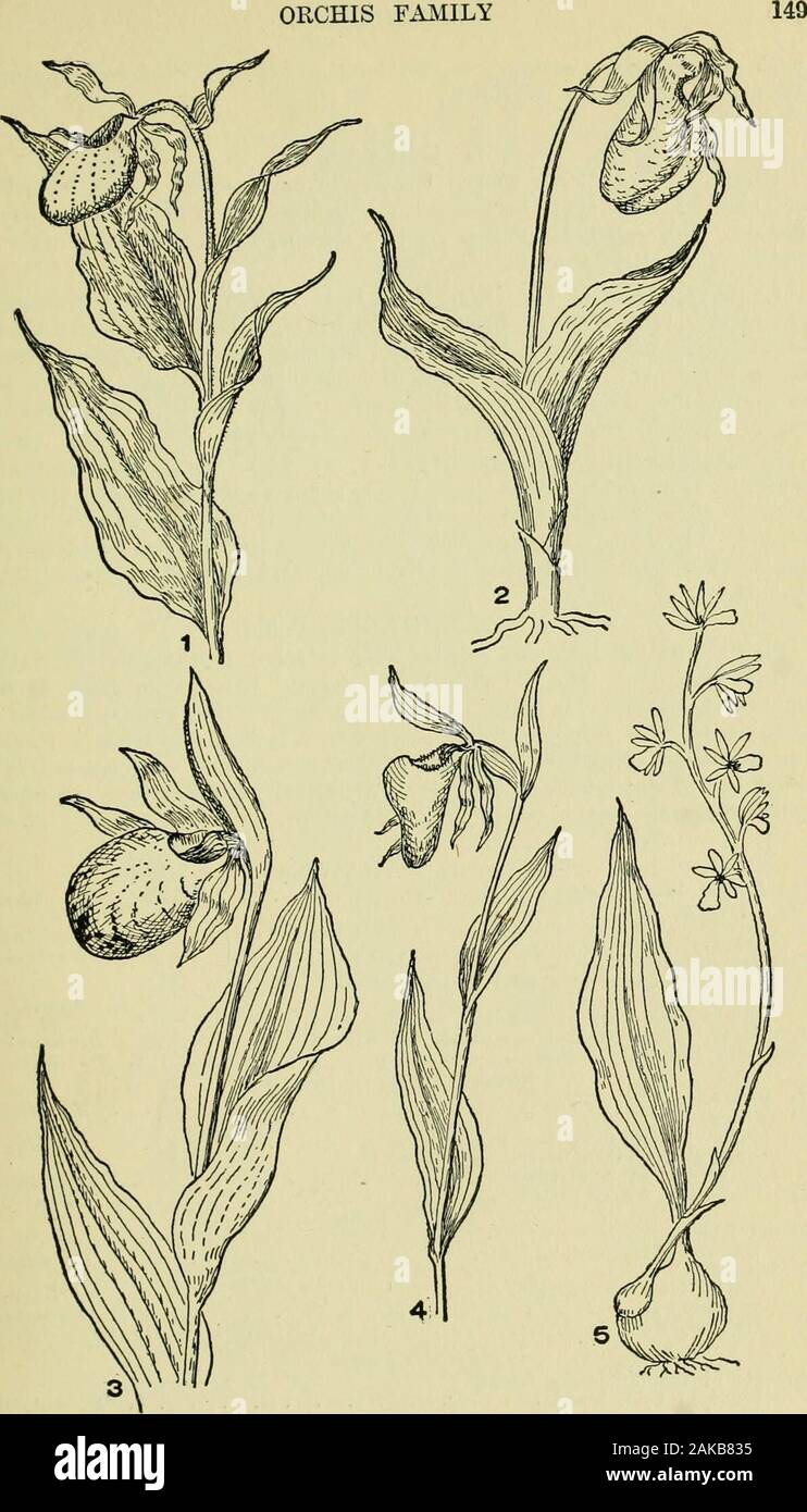 An illustrated guide to the flowering plants of the middle Atlantic and New England states (excepting the grasses and sedges) the descriptive text written in familiar language . in. long, bright yellow ORCHIS FAAIILY. Plate 171. Cypripedium hirautum. 2. C. acaule. 3. C. spectabile. 4. C. arietinum.5. Aplectrum spicatum. 150 ORCHIDACEAE with purple spots within. Sepals long egg-shaped to lance-egg-shaped.Woods and thickets. May-July. 2. ORCHIS, L. Perennial, from fleshy roots. Leaves, in our species, 1 or 2 from baseof stem. Flower stem lealkss with a narrow spike of exquisite purpleflowers. Li Stock Photo
