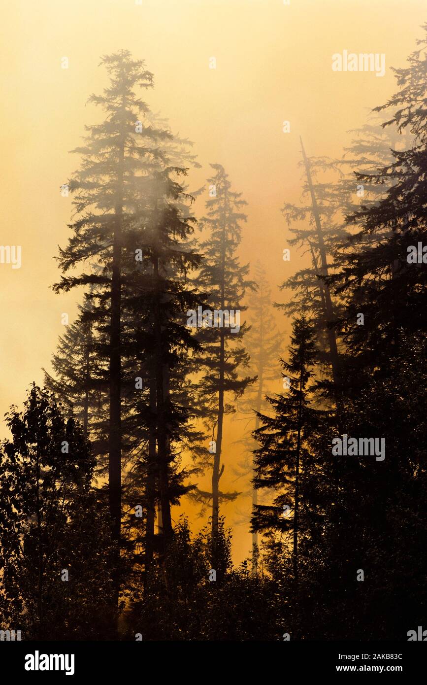 View of silhouettes of evergreen trees during forest fire, Yukon, Canada Stock Photo