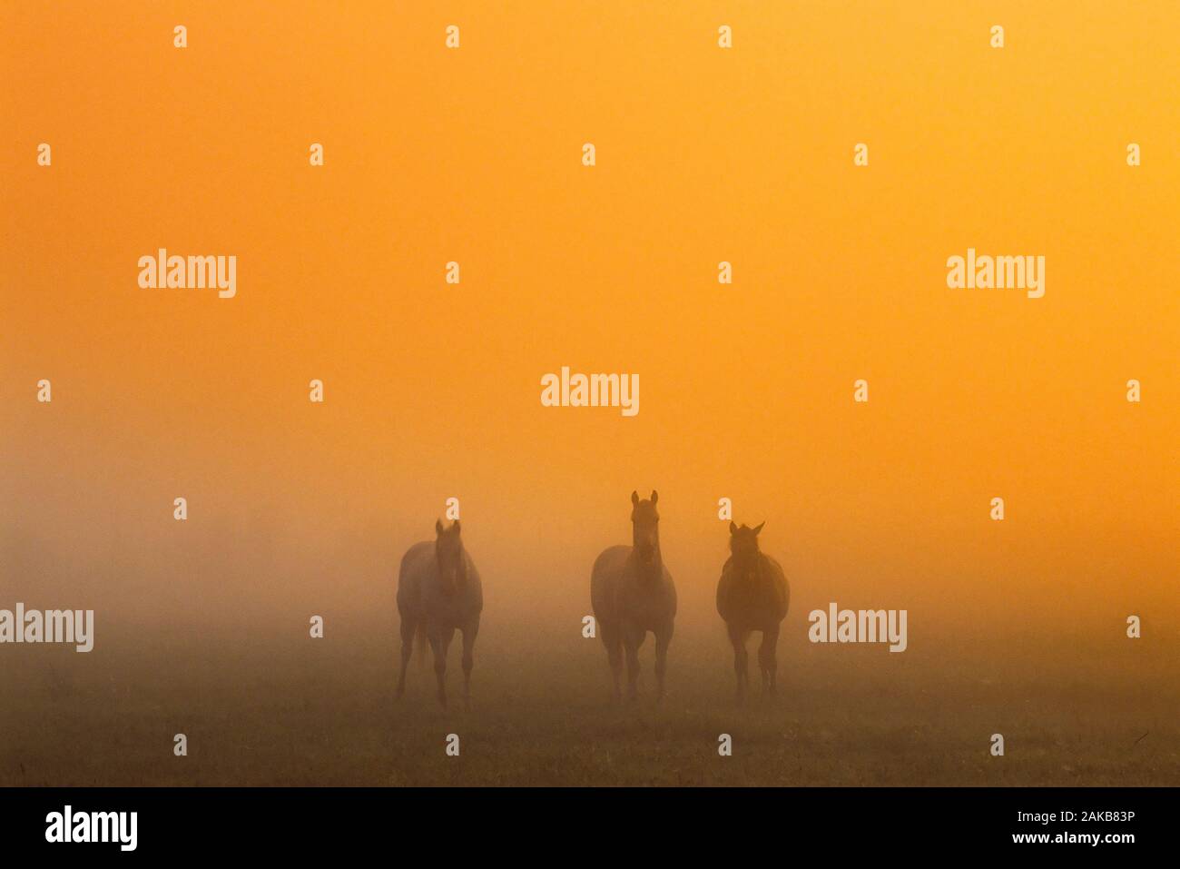 Silhouettes of horses in fog at sunrise, Millet, Alberta, Canada Stock Photo