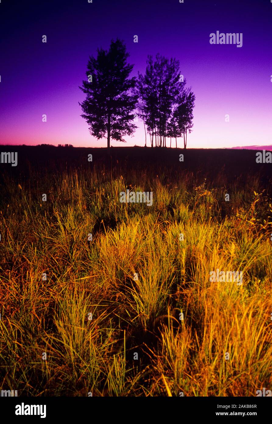 Landscape with meadow and silhouettes of trees at dusk, Buck Lake, Alberta, Canada Stock Photo