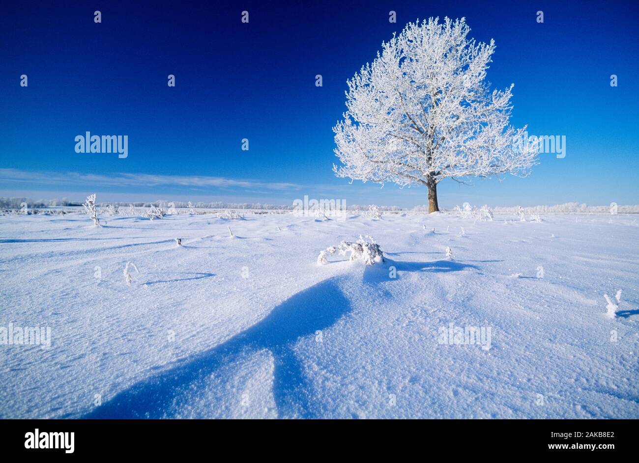 Landscape with single tree with frost in winter, Millet, Alberta, Canada Stock Photo