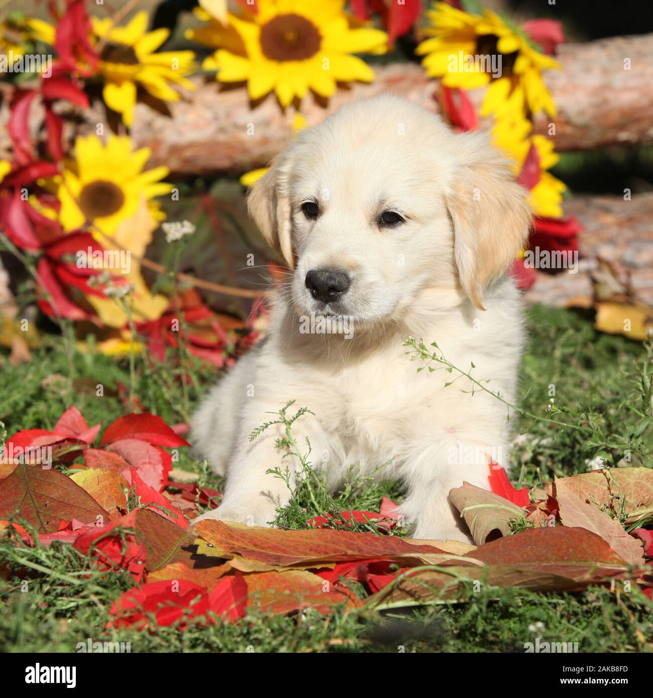 Autumn Golden retriever lying in the leaves Stock Photo - Alamy