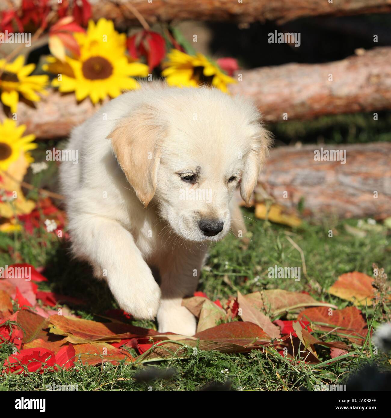 Autumn Golden retriever moving in the leaves Stock Photo - Alamy