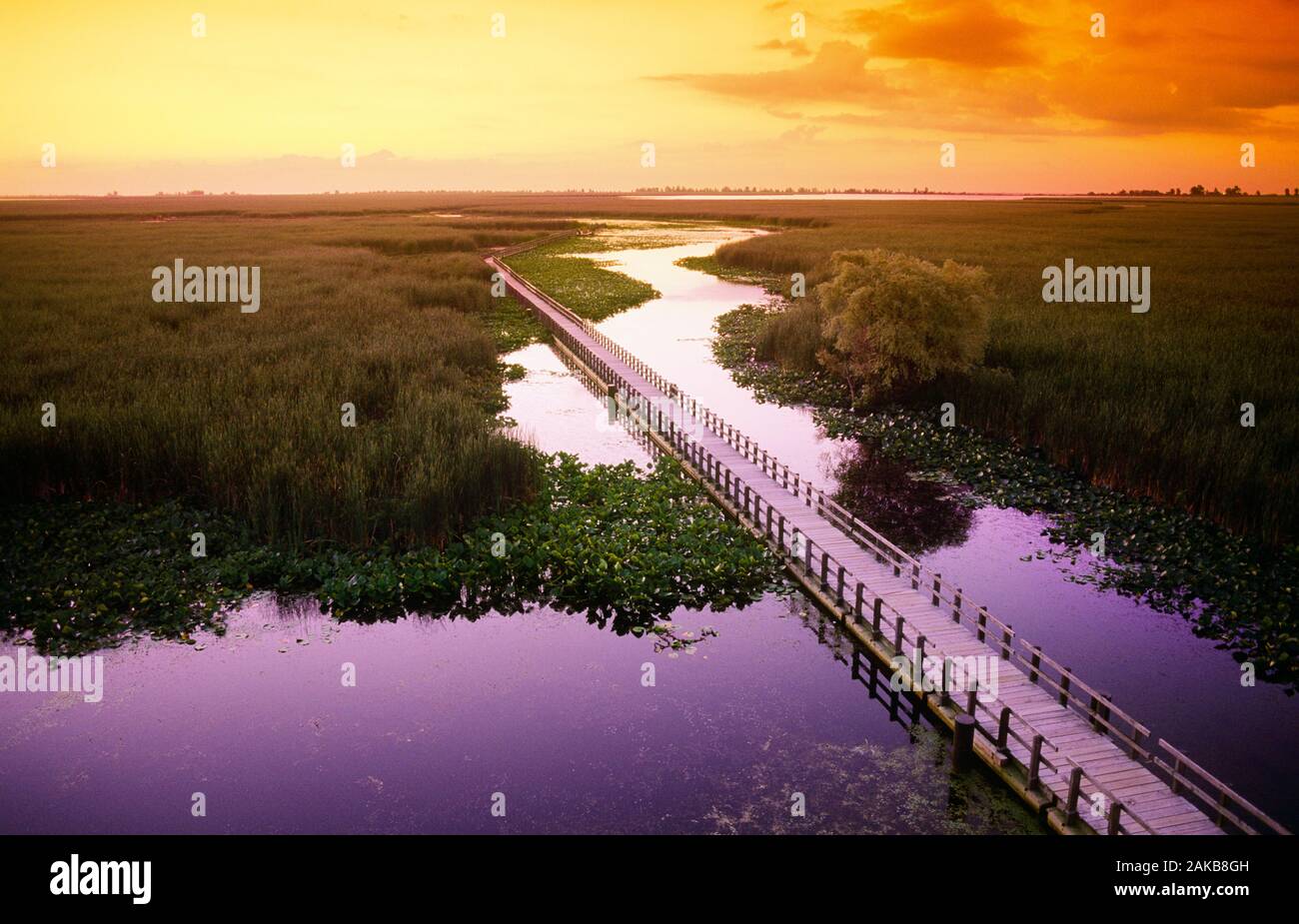 Aerial view of landscape with boardwalk in marsh at sunset, Point Pelee National Park, Ontario, Canada Stock Photo