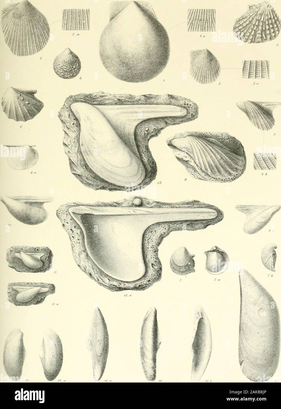 A monograph of the Mollusca from the Great Oolite chiefly from Minchinhampton and the coast of Yorkshire . ! •. TAB. III. Fig.1. Perna rugosa, p. 25. ?2. 2 a. Lima cardiiformis, p. 27. 3, 3 a. „ semicircularis, p. 29. 4. „ Luciensis, p. 28. 5, 5 a. ,, ovalis, p. 29. 6, 6 a. „ duplicata, p. 26. 7, la. „ gibbosa,/;. 28. 8, 8 a. „ impressa, p* 29. 9, 9 a. ,, bellula,jy. 30. in. Hinge area of Gervillia crassicosta, p. 23 11. Trichites nodosus, j2. 35. 12, 12 a. Genillia acuta, p. 20. 13, 13 a, b. „ subcylindrica, /;. 21. 14. Inoceramus Fittoni, p. 24. Ta.b. HI. Stock Photo