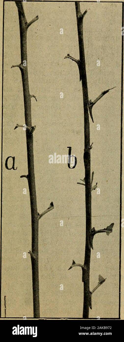 Propagating trees and plants; simple directions for propagating many of the common fruits of orchard and garden; . harm if there isalso a wood bud. It is desirable to knoAV this, as awood bud will often have a fruit bud on either sideof it. When this occurs the outside buds may bebroken off, as they are of no use. Where there isonly one bud at the base of the leaf, it is usually awood bud, and where there are two or three in arow across the twig, it is almost certain that themiddle one is a wood bud and the outside onesflower buds. After a little observation and practiceit will not be difficul Stock Photo