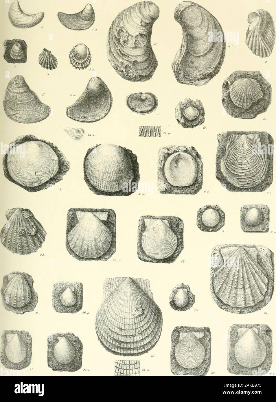 A monograph of the Mollusca from the Great Oolite chiefly from Minchinhampton and the coast of Yorkshire . separates it from other sub-genera of Area ; in Cuculleea theledge is posterior.p. 75. Both Ci/pricardit Bathonica, dOrb. and C. cordifurmis,T)esh., occur in the Inferior Oolite ofthe Cotteswolds but in different beds, further observations have induced us to regard them asonly varieties of the same species induced by peculiarities of the beds in which they occur. 7 8, 8 aSt. TAB. I. Fig. 1, la. Ostrea acuminata, page 3. 2, „ gregarea, var.,p. 4. 3, 3 a. ,, Sowerbii,jo. 4. 4, „ rugosa, j». Stock Photo