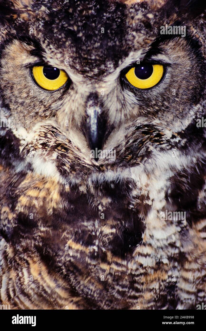 Nature photograph with headshot of great horned owl (Bubo virginianus) looking at camera Stock Photo