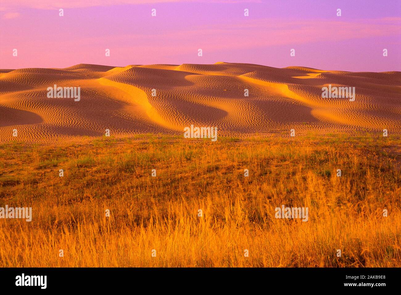 Landscape with sand dunes and grass at sunset, Great Sandhills, Saskatchewan, Canada Stock Photo