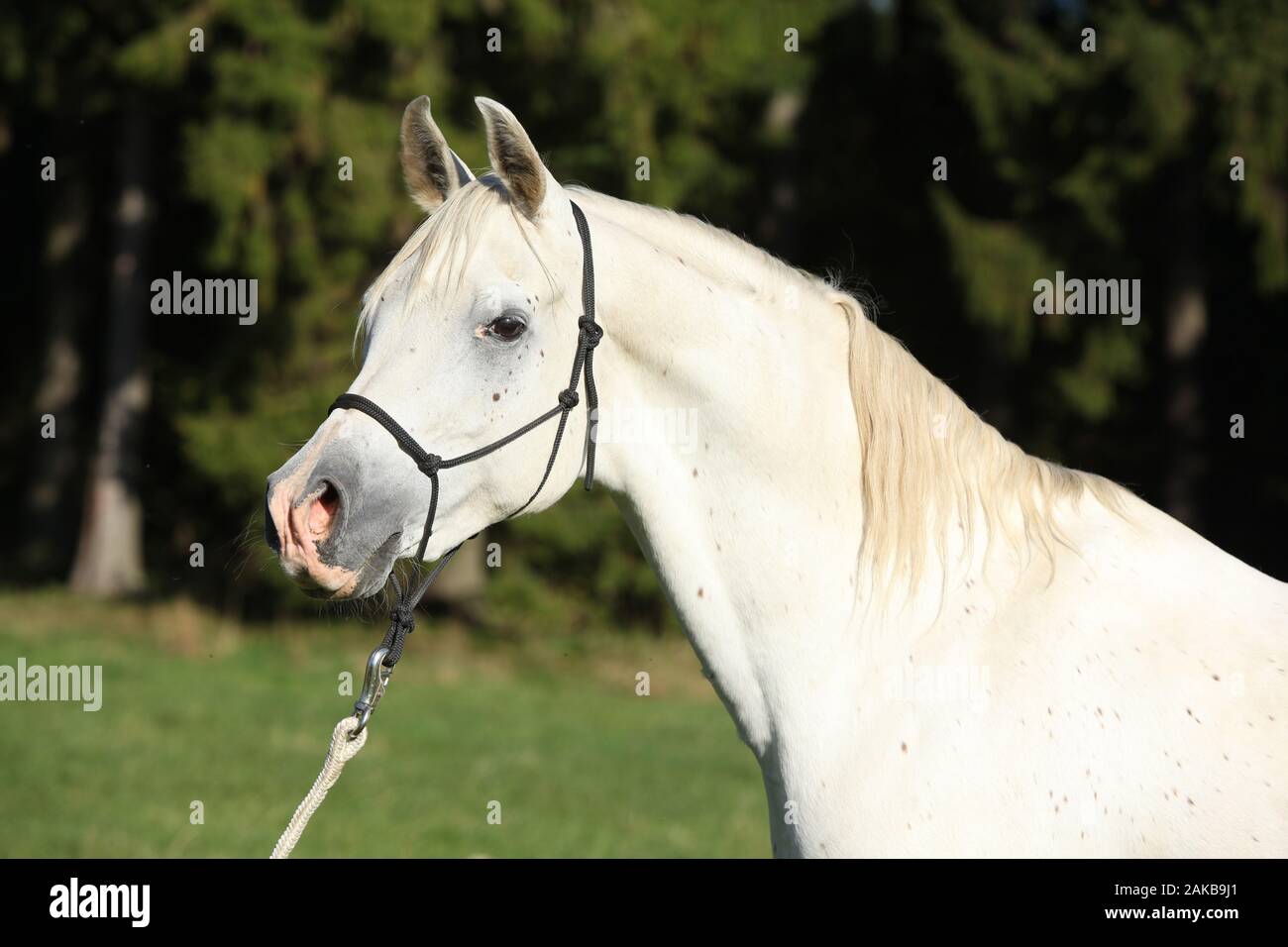 White arabian horse grazing hi-res stock photography and images - Alamy
