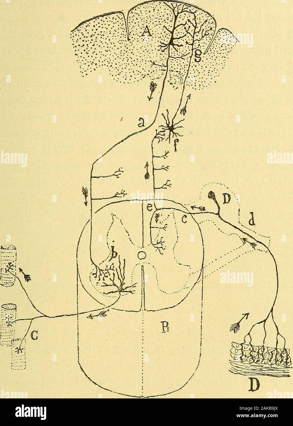 Les nouvelles idées sur la structure du système nerveux : chez l'homme et chez les vertébrés . à lacolonne de Clarke où se trouvent, de même, des cellulesdont les cylindres axes se dirigent vers le cordon latéralpour y former la voie, appelée cérébelleuse, de marche ascen-dante. Voies pyramidales. — Comme on le sait bien, la moelleépinière contient deux faisceaux de fibres descendantes néesdans le cerveau et qui ont pris le nom de -voies pyramidales. Deces deux faisceaux, Yantérieur chemine dans la zone la plusinterne du cordon antérieur, cest le faisceau pyramidal directou faisceau de Tûrck, Stock Photo