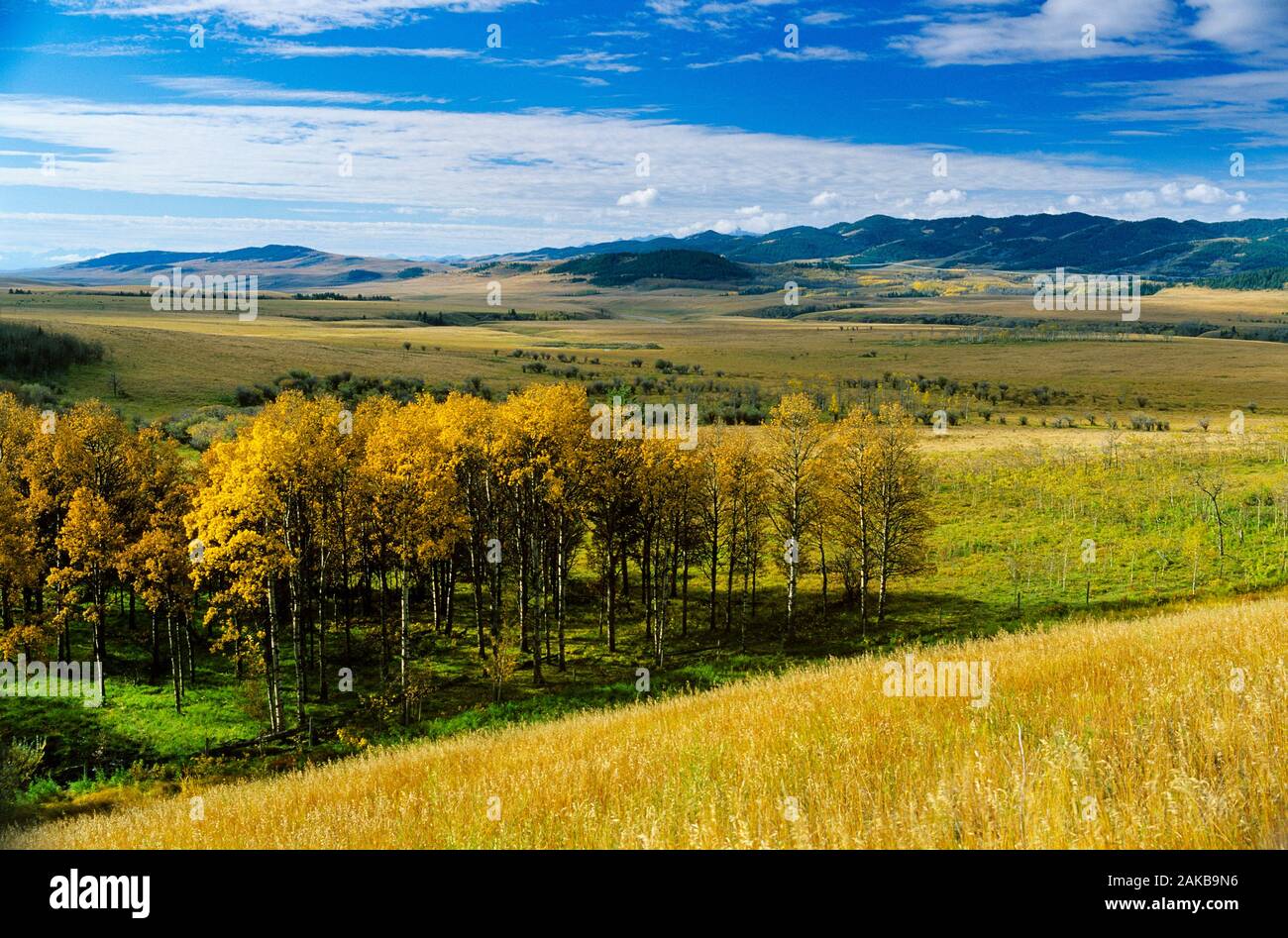 Landscape with aspen trees in autumn with mountains in background, Longview, Alberta, Canada Stock Photo