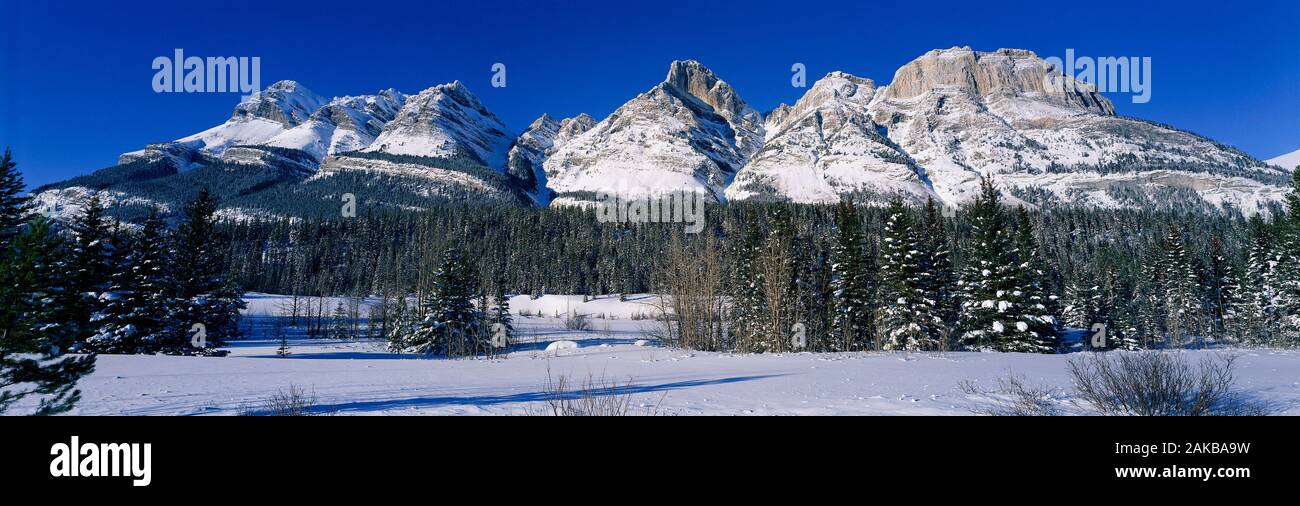 View of forest and mountain range behind, Alberta, Canada Stock Photo