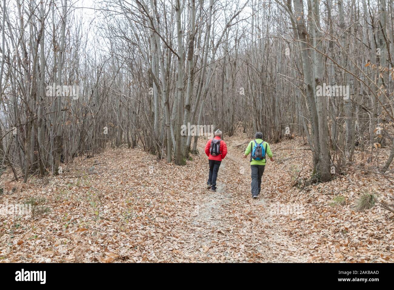 walk in the woods Stock Photo